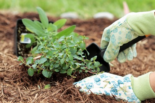 Professional garden maintenance Thamesmead lawn and plant upkeep