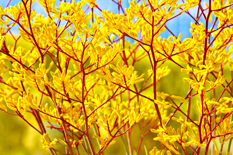 garden maintenance landscape design