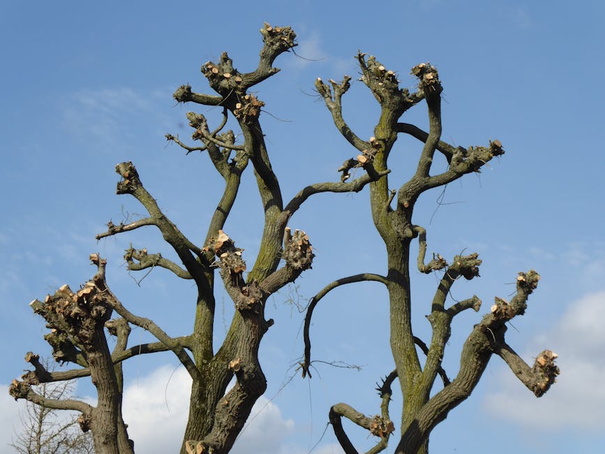 Bexley Council permits for tree work for Thamesmead gardeners